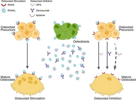 Frontiers | Pros and Cons of Denosumab Treatment for Osteoporosis and Implication for RANKL ...