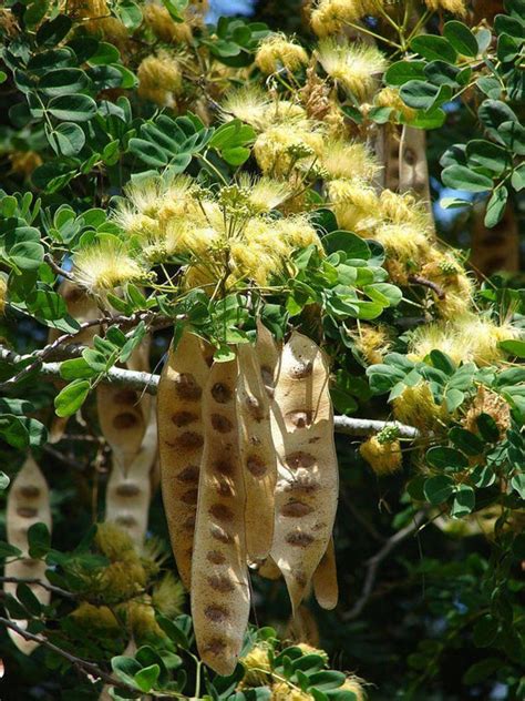 Albizia lebbeck Seeds-1 Kg — ChhajedGarden.com