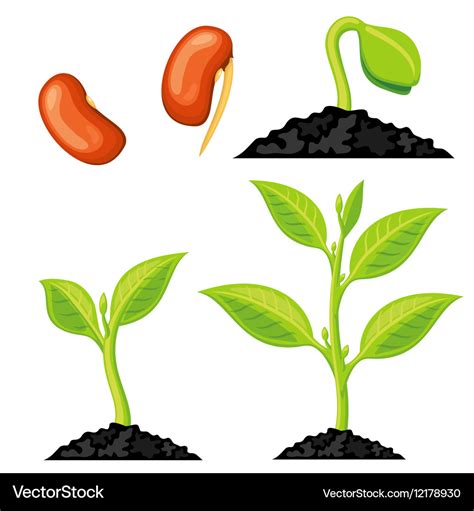 Plant growth stages from seed to sprout Royalty Free Vector