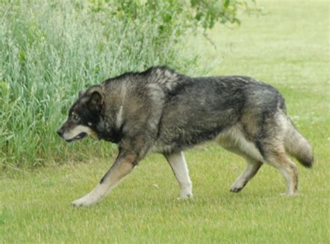 Big German Shepherds: Wolf German Shepherd Hybrid