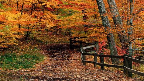 Autumn Path Through Woods HD desktop wallpaper : Widescreen : High Definition : Fullscreen