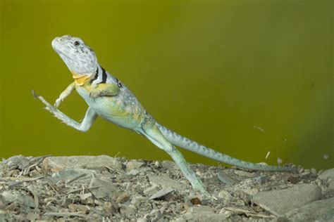 Collared Lizard Photography with the High Speed Shutter