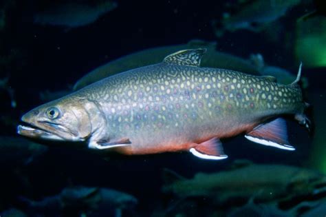 Siven americký (Salvelinus fontinalis) - ChovZvířat.cz