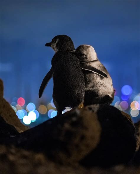 Fotógrafía a pareja de pingüinos viudos abrazados