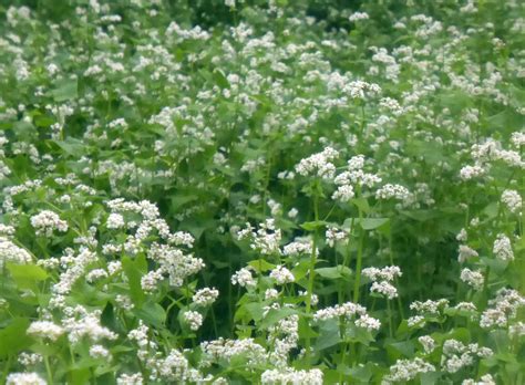 Buckwheat | Medicinal herbs garden, Fast growing plants, Common garden weeds