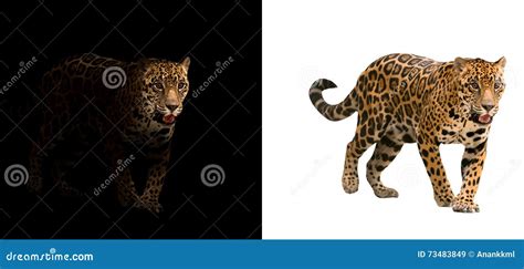 Jaguar on Black and White Background Stock Image - Image of onca, dark: 73483849