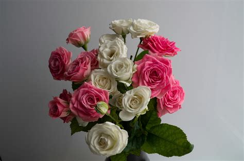 Pink and White Roses in Bloom · Free Stock Photo