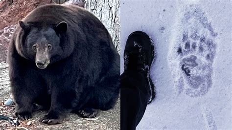 Hank the Tank: What should happen to 500-pound black bear dubbed a ...