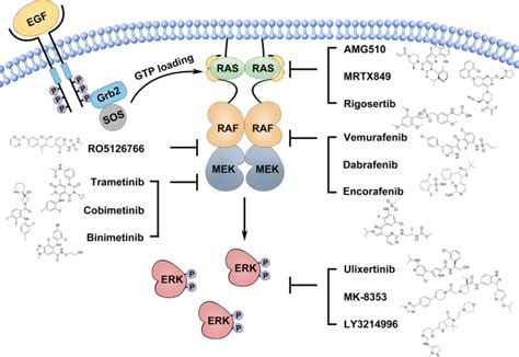 Small Molecule Compounds and the MAPK/ERK Signaling Pathway | Smolecule