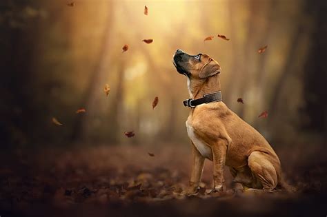 HD wallpaper: autumn, each, dog | Wallpaper Flare