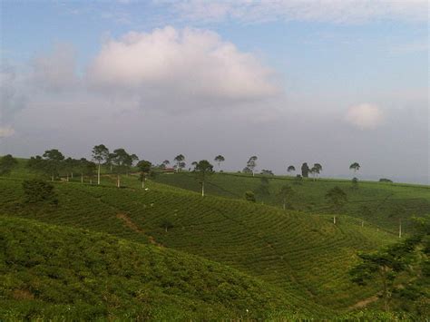 IMG04627-20120620-0854 | Kemuning tea plantation on my way t… | Flickr