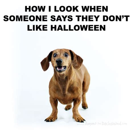 Halloween Memes Fit for the Dog | Ammo the Dachshund