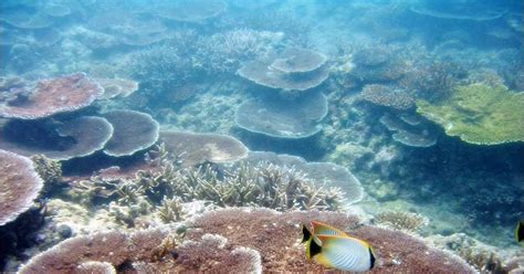 My under water world: Coral reefs of Andaman and Nicobar Islands