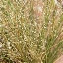 Indian Ricegrass Seeds, Oryzopsis hymenoides | American Meadows