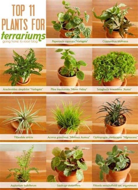 Houseplants Benefits | Terrariums | Ecoponics Singapore