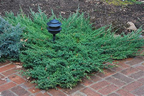 Juniperus procumbens 'Nana' | Landscape Plants | Oregon State University