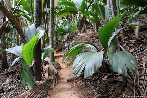 Vallée de Mai - UNESCO National Park on Praslin (Seychelles)