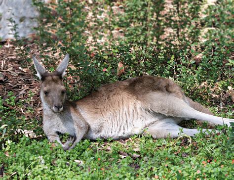 Western Grey Kangaroo | Perth Zoo