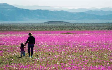 Why the Atacama Salt Flats Are Like Nowhere Else on Earth