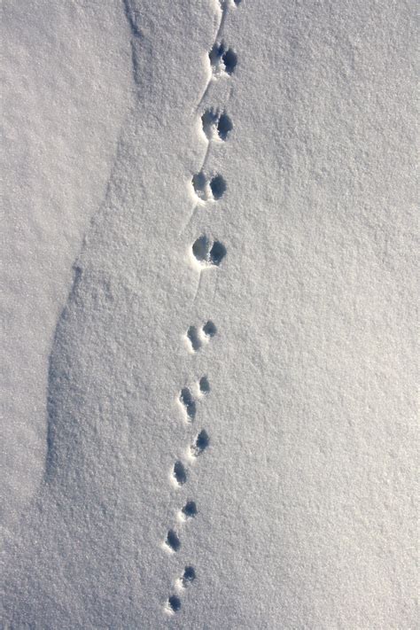 Animal tracks in the snow #RogersWinterWhites | Hoof print, Animal ...