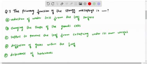 SOLVED:The primary function of the spongy mesophyll is (a) reduction of ...