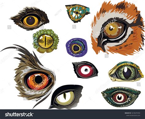 Collection Color Drawings Animal Eyes Stock Vector (Royalty Free) 1619679769 | Shutterstock