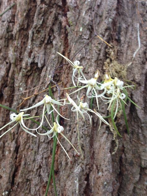 some white flowers are growing on the bark of a tree