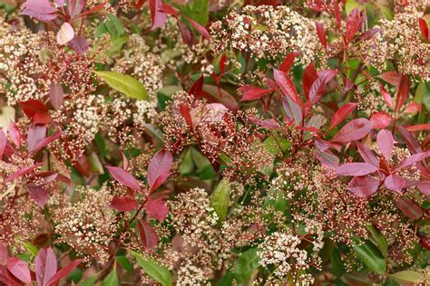 Red Tip Photinia: Plant Care & Growing Guide