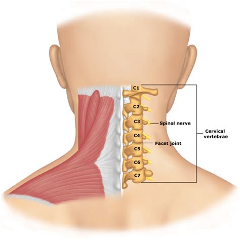 El Cuerpo Humano: Las vértebras cervicales