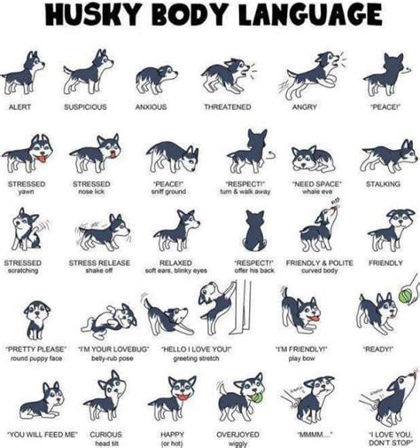 Siberian Husky Color Chart | Portal.posgradount.edu.pe