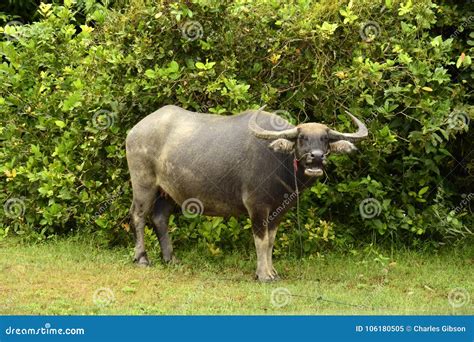 Buffalo, Water Bubalus Bubalis Stock Image - Image of animal, bubalis ...