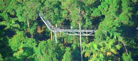 APOD members get a great deal with Tamborine Rainforest Skywalk