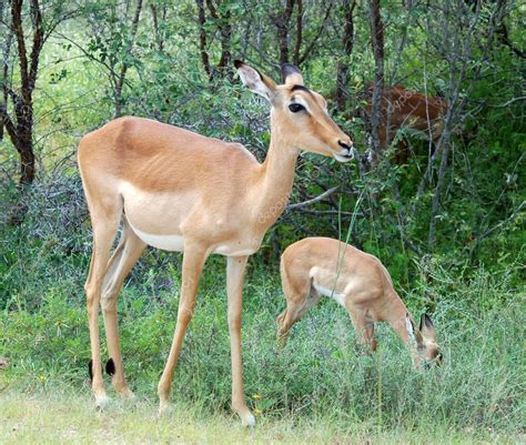 Impala Antelope — Stock Photo © Chriskruger #1898811