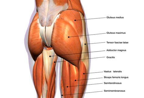 Do Weak Glutes Really Cause Low Back Pain? — Physio Network