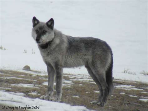 Yellowstone Wolf: Tracking the Packs