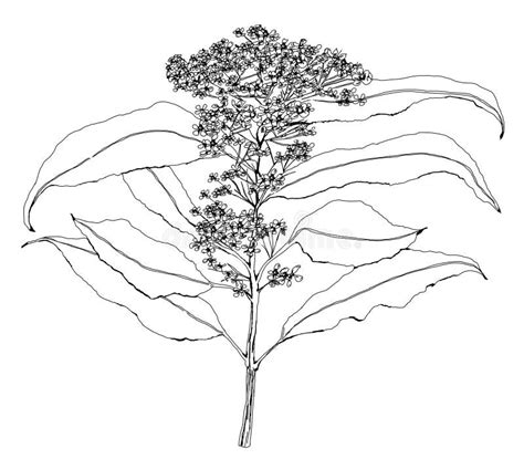 Fragrant Lemon Myrtle Leaves with Spent Flower Buds. Pen Line Drawing ...