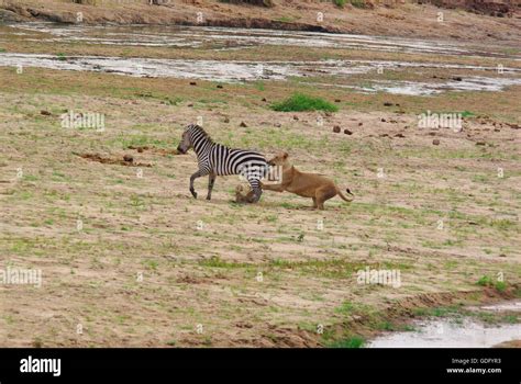 Lion chasing zebra hi-res stock photography and images - Alamy