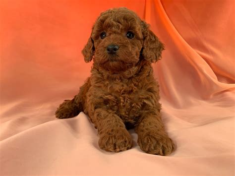 Bichon Poodle, Poochon, Breeders in Iowa, Dark Red puppies