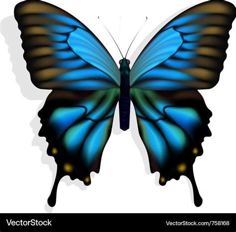 Blue butterfly Royalty Free Vector Image - VectorStock