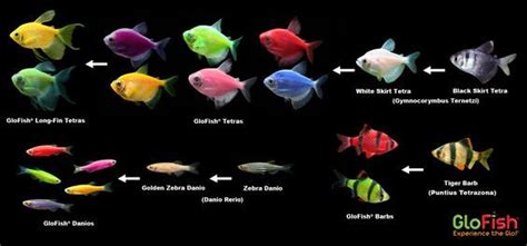 Curious about the origins of GloFish®? You can learn more here-http://bit.ly/GloFAQ | Glofish ...