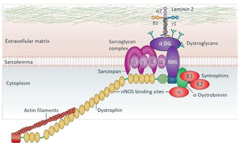 Sarepta Therapeutics: Assessing The Economic Value Of A DMD Gene Therapy - Sarepta Therapeutics ...