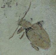 Beetle Insect Fossil