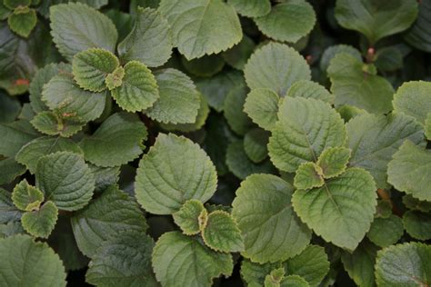 Plectranthus - Swedish Ivy - Malmborgs