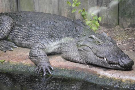 Siamese Crocodile - ZooChat