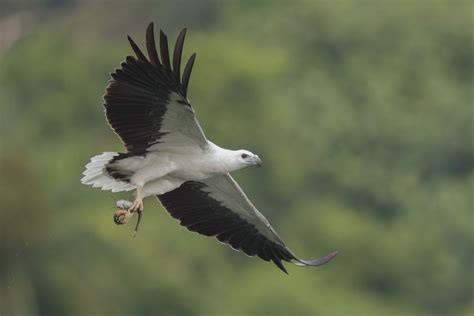 White-bellied Sea Eagle – Birds of Singapore