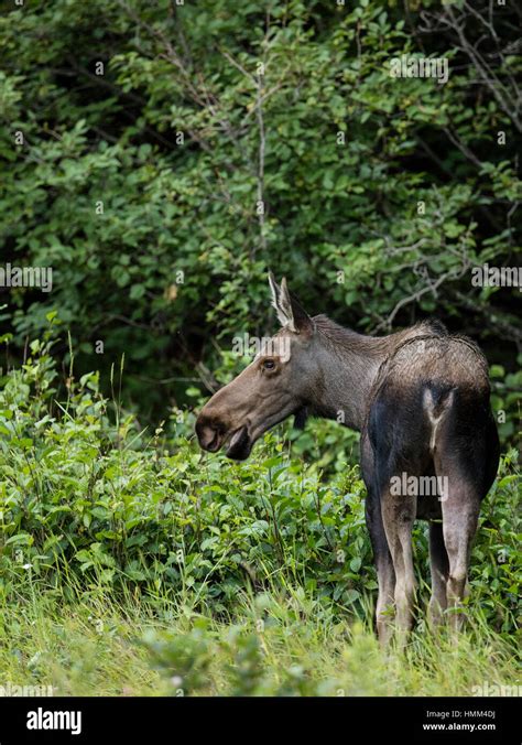 Female moose browsing Stock Photo - Alamy