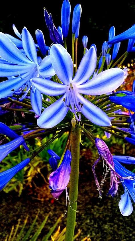 Brilliant Blue Flowers Photograph by Missy Brage - Fine Art America