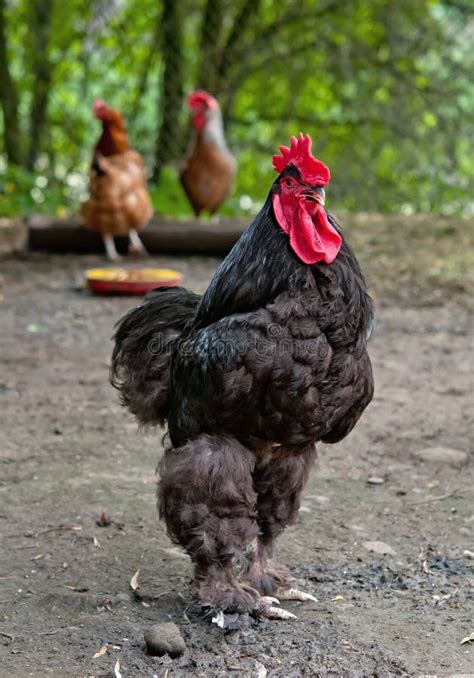 Birchen Cochin, Black and White Bantam Pekin Hen Stock Image - Image of black, fowl: 15751559