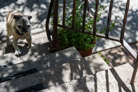 8 Dog-Proof Tricks to Stop Your Dogs from Falling Down the Stairs - Get Petbox