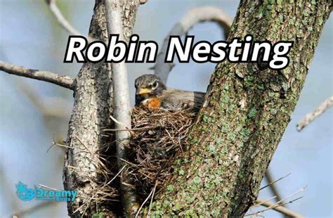 The A-Z of American Robin Nesting: Insights and Tips